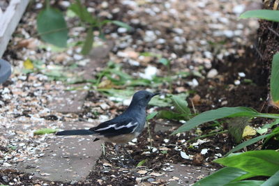 Bird perching on a field