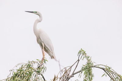 Low angle view of bird perching on a tree