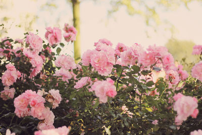 Pink flowers growing outdoors