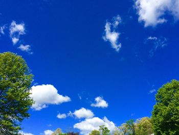 Low angle view of trees against blue sky