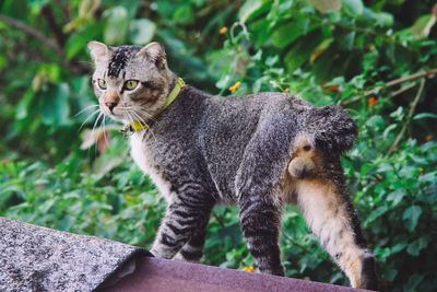 A male cat on a house roof