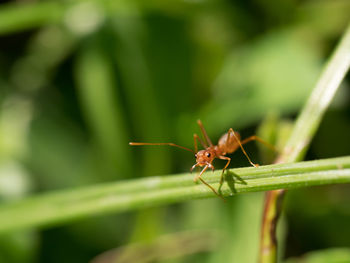 Close-up of insect