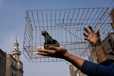 Low angle view of bird in cage against clear sky