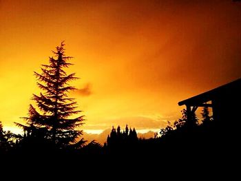 Silhouette of trees at sunset