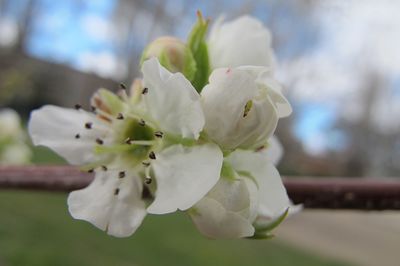 Close-up of white flowers