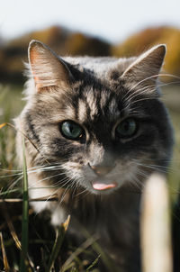 Close-up portrait of a cat