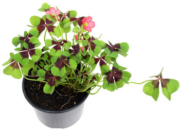 Close-up of potted plant against white background