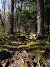 Trees in forest