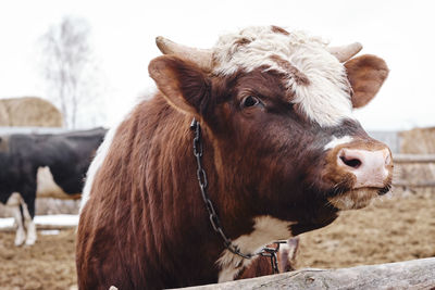 Close-up of a horse