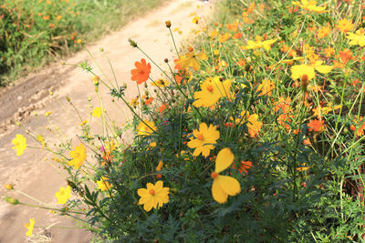 High angle view of yellow flowering plants on field