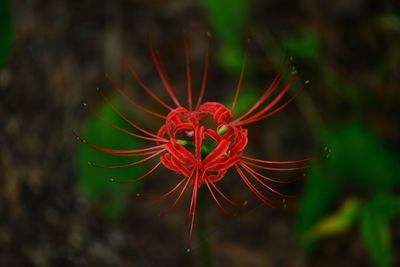 Close-up of red flowering plant