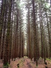 Trees in forest