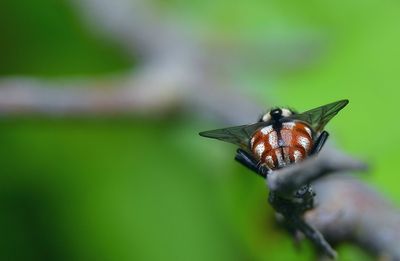 Close-up of fly on leaf