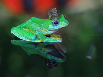 Close-up of snail on artificial frog at table