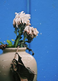 Close-up of wilted flower against blue sky