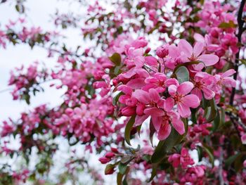 Close-up of pink cherry blossoms