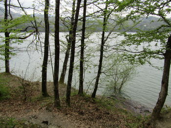 Scenic view of forest