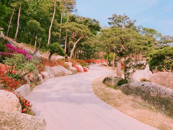 Footpath amidst trees and plants in park