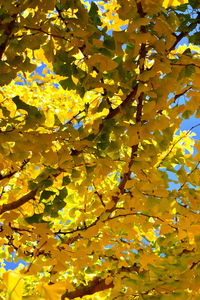 Full frame shot of yellow autumn tree