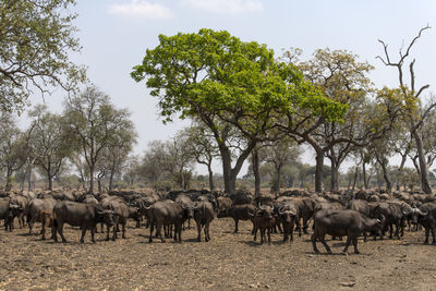 View of horses on field against sky