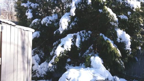 Snow covered trees against mountain