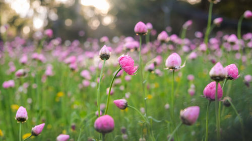 Close-up of pink flowering plants