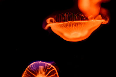 Close-up of illuminated swimming underwater