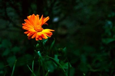 Close-up of yellow flower