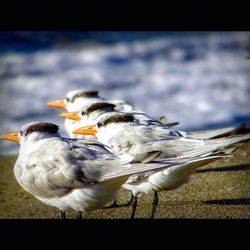 Close-up of bird