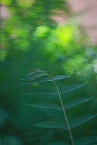 Close-up of green plant