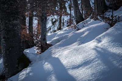 Snow covered trees on field