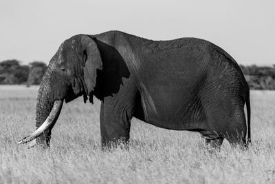 Mono african bush elephant stands in profile