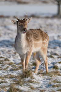 Deer standing on land during winter