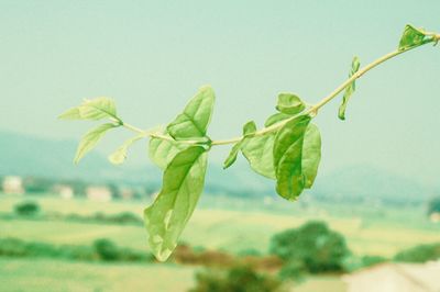 Close-up of leaves against blurred background