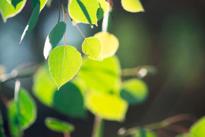 Close-up of yellow leaves on plant