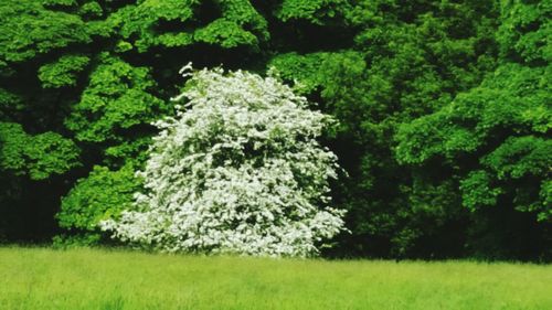 Trees growing in a park