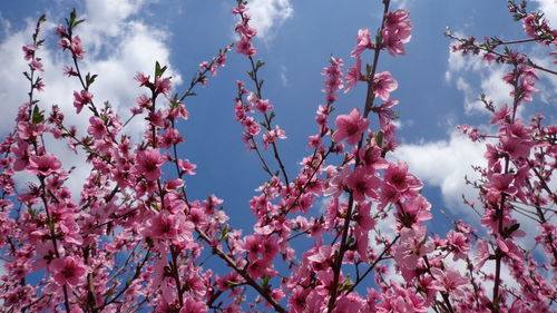 Low angle view of pink flowers blooming on tree