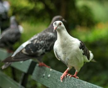 Close-up of seagull perching on railing