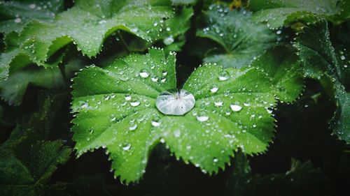 Close-up of raindrops on leaf