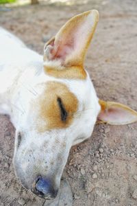 High angle view of a horse on field