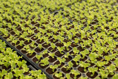 Full frame shot of leaves