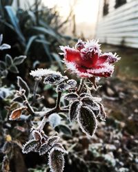 Close-up of frozen plant