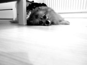 Portrait of dog lying on floor at home