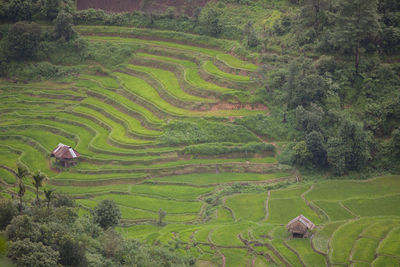 Scenic view of agricultural field