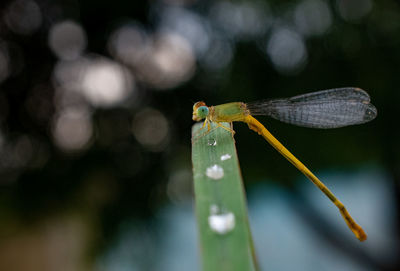 Closeup of damselfly with bookeh in background