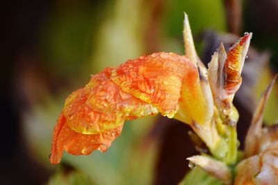 Close-up of wet flower on plant