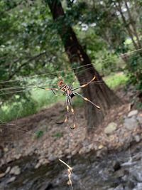 Close-up of spider on web