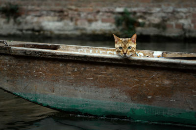 Portrait of a cat, a cat punting on the river cam alone