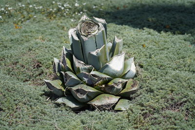 Close-up of succulent plant on field