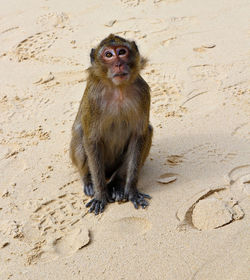 Portrait of monkey sitting at beach